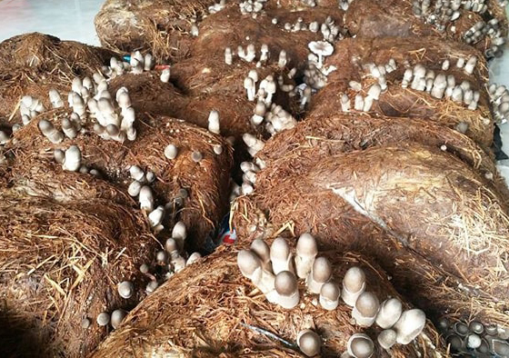 Công dụng chất bổ sung