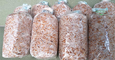 Nấm Thần Nông Nấm Thần Nông