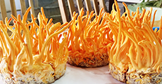 Nấm Thần Nông Nấm Thần Nông