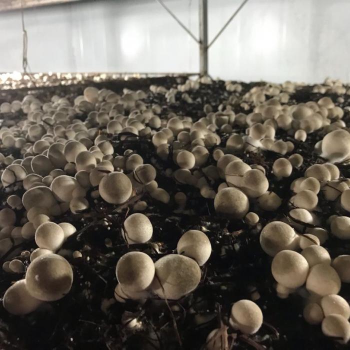 Mô hình trồng nấm sạch ở Diên Bình